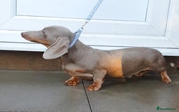 Dachshund dogs for sale: ISABELLA DAPPLE FEMALES AVAILABLE  - Image 16
