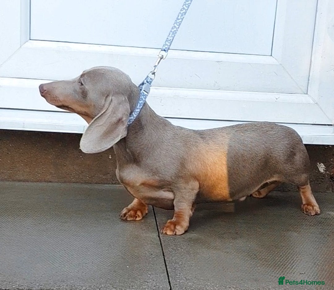 Dachshund dogs for sale: ISABELLA DAPPLE FEMALES AVAILABLE  - Image 16