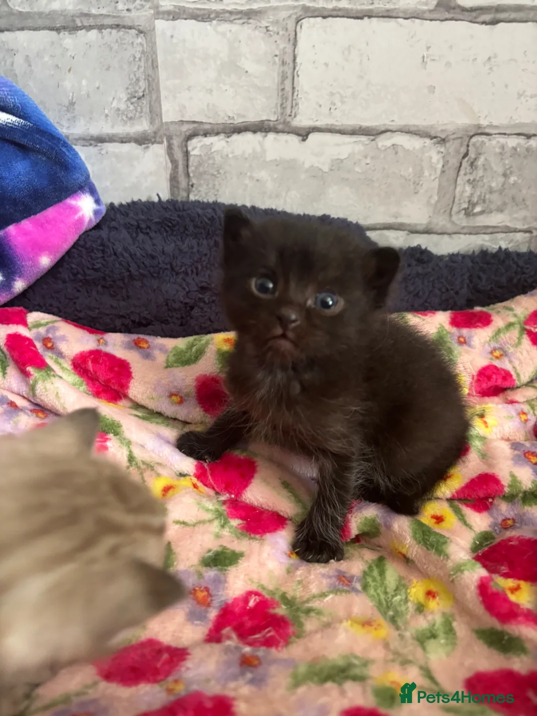 Ragdoll cats for sale: 2 ragdoll mix kittens  - Advert 2