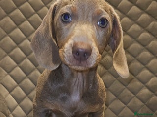 Miniature Dachshund dogs - Advert 2