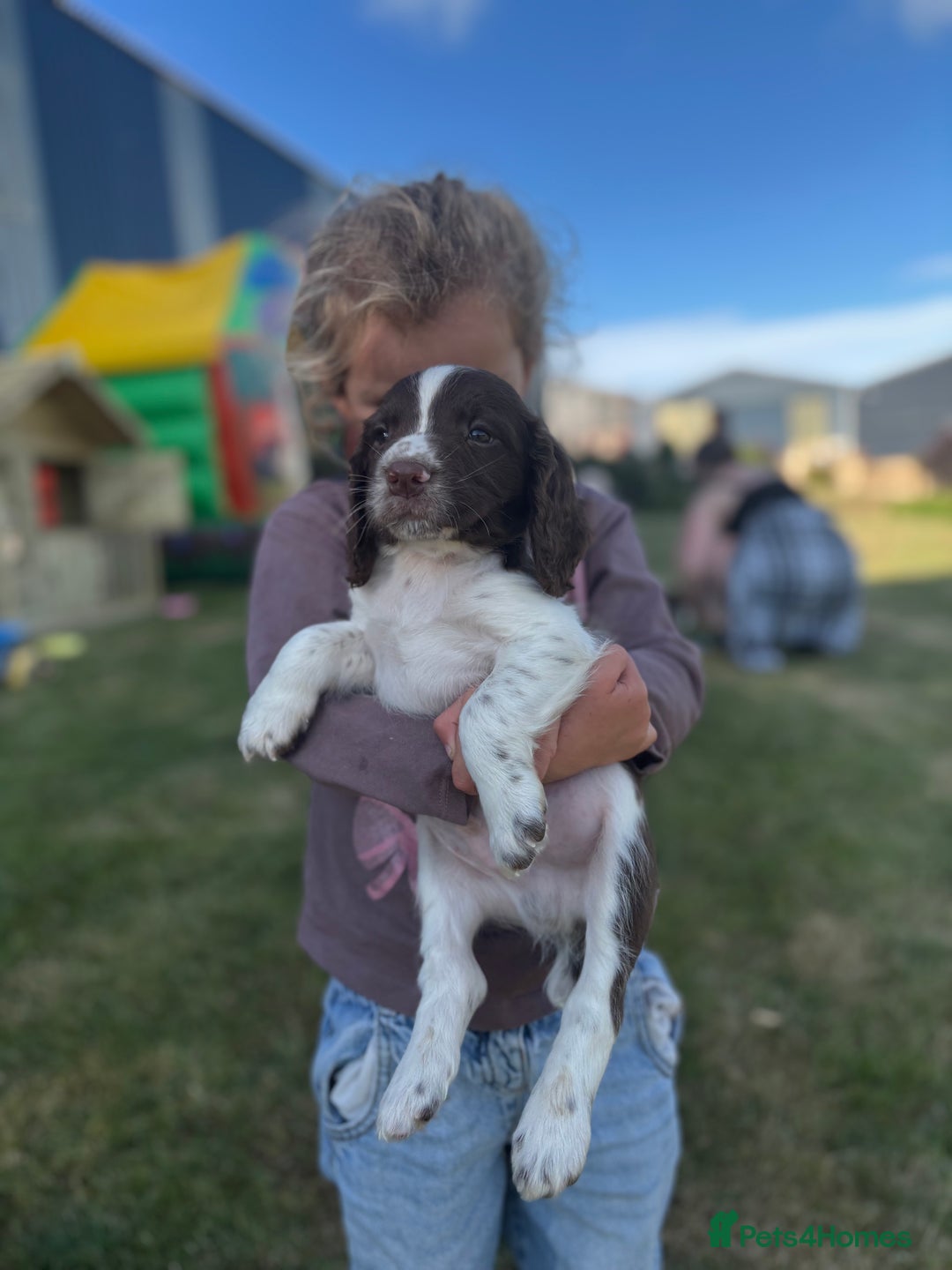 English Springer Spaniel dogs for sale: English Springer Spaniels - Image 13