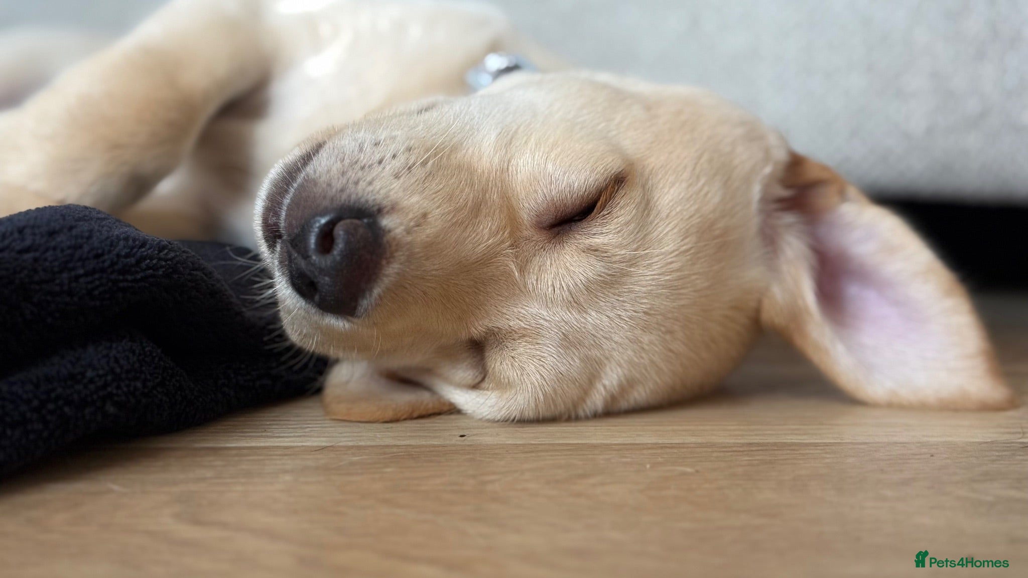 Labrador Retriever dogs KC Registered Working Labrador Puppies 🐾 - Advert 1