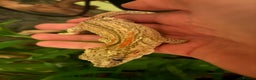 Gecko reptiles for sale: Male stripe gargoyle gecko - Advert 4
