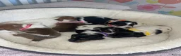 Jack Russell dogs for sale: Stunning traditional Jack Russell puppies - Advert 3
