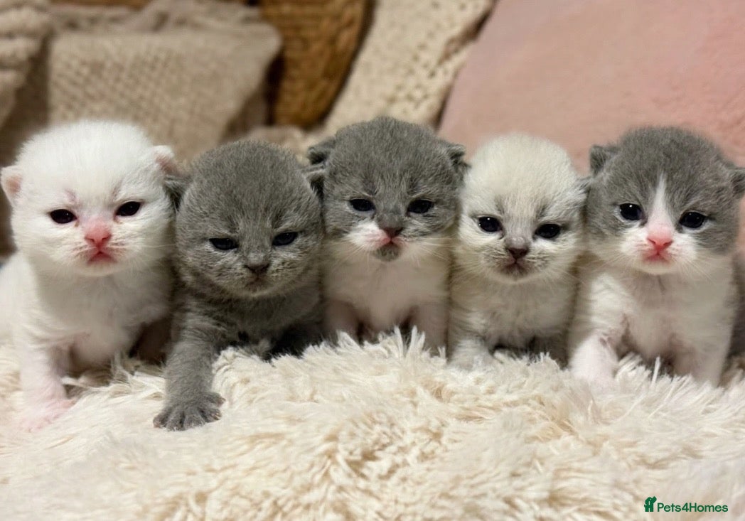 British Shorthair cats Pure British Shorthair Outstanding Kittens 😻🏆🥇 - Advert 1