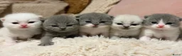 British Shorthair cats for sale: Pure British Shorthair Outstanding Kittens 😻🏆🥇 - Advert 1