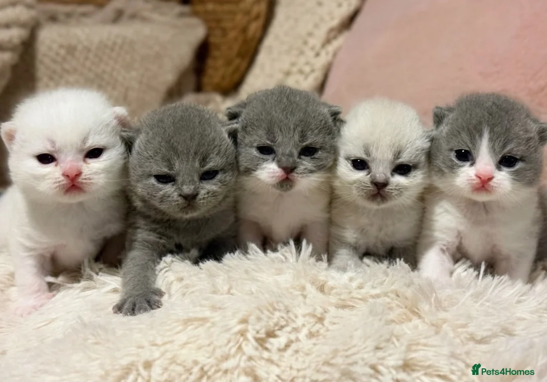 British Shorthair cats for sale: Pure British Shorthair Outstanding Kittens 😻🏆🥇 - Advert 1