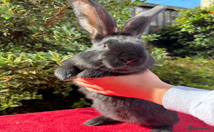 Continental Giant rabbits - Advert 1