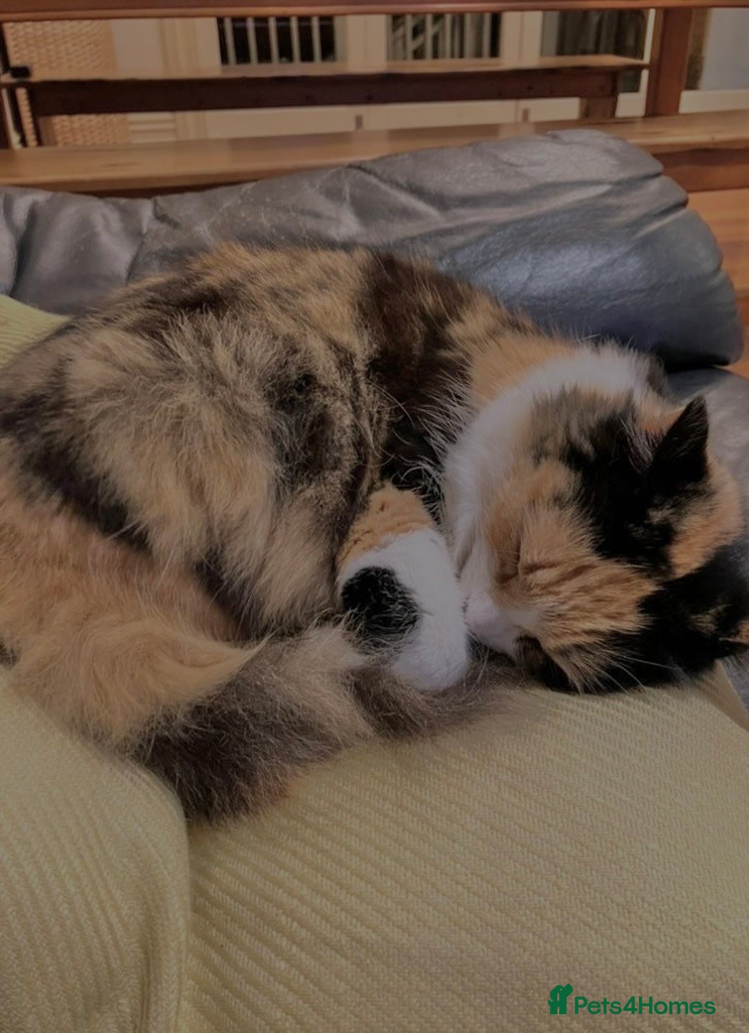 Maine Coon cats for sale: 2 Maine Coon Cross Calico Female Kittens - Advert 3