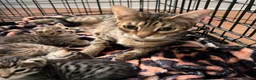 Savannah cats for sale: Gorgeous Spotty Savannah Babies - 2 Girls Left  - Advert 4