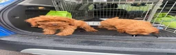 Cavapoo dogs for sale: cavapoo puppies  in Reading - Advert 16
