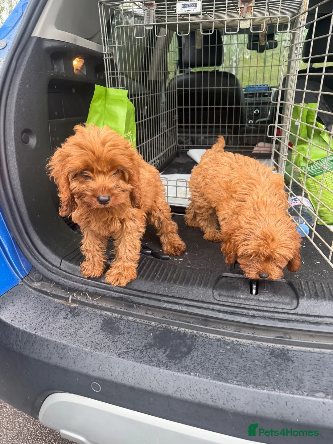 Cavapoo dogs for sale: cavapoo puppies  in Reading - Advert 16