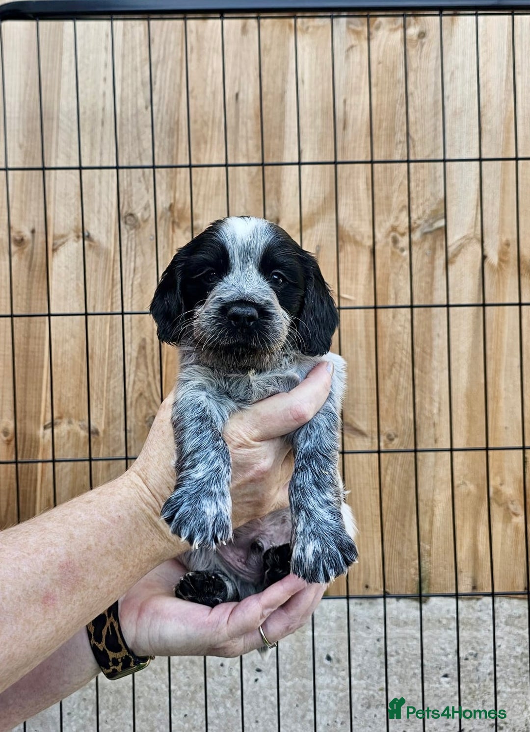 Sprocker dogs for sale: Working Sprocker Pups - Image 6