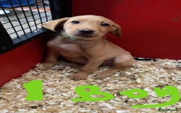 Labrador Retriever dogs for sale: Labrador Fox Red - Image 22