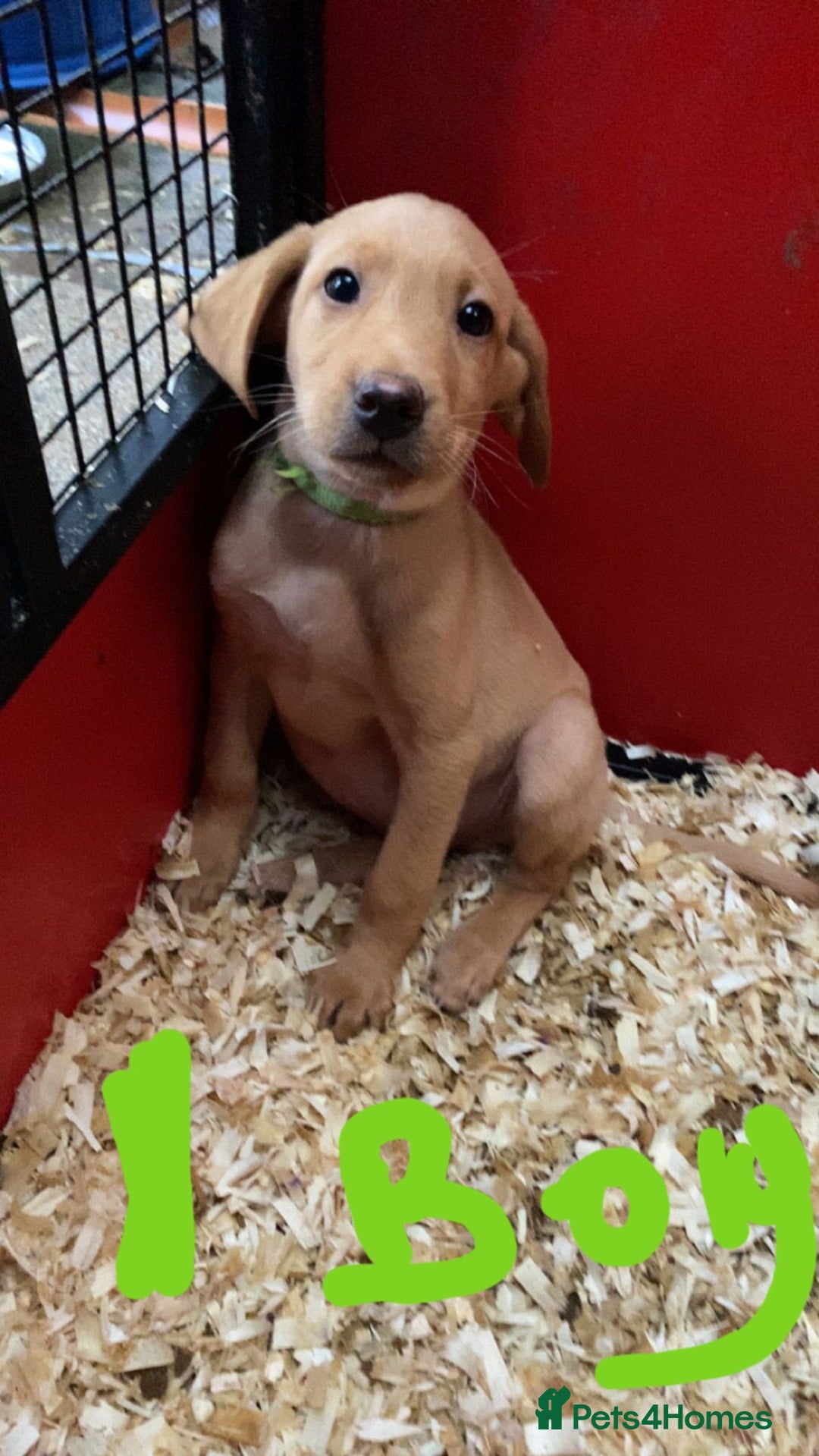 Labrador Retriever dogs for sale: Labrador Fox Red - Image 22