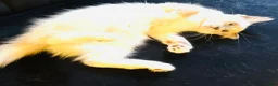 Ragdoll cats for sale: GCCF RAGDOLL KITTEN READY NOW - Advert 9
