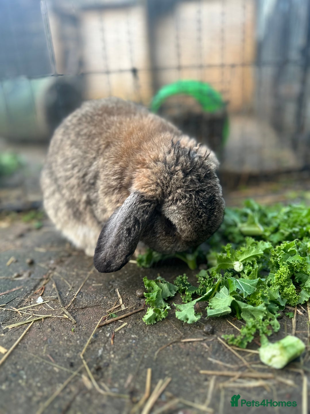 Mini Lop rabbits for sale: Beautiful Male Mini Lop for Sale - Advert 4