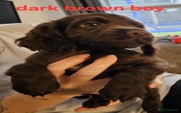 Cocker Spaniel dogs for sale: Beautiful Cocker spaniels - Image 6