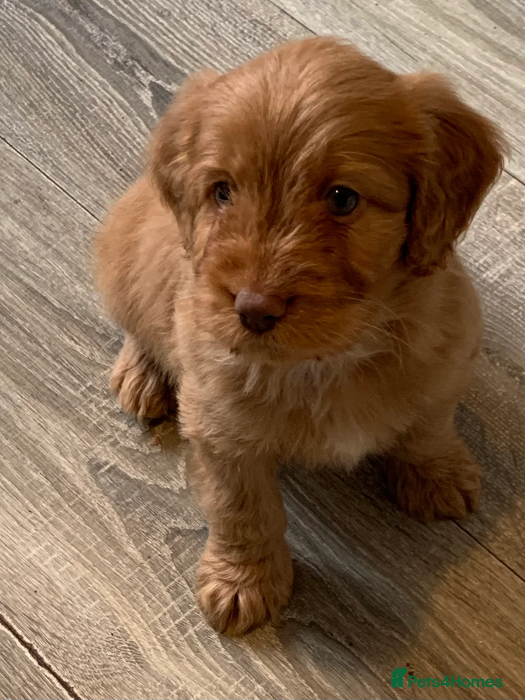 Cockapoo dogs for sale: Healthy toy poodle companions  - Advert 24