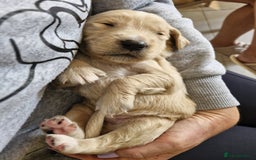 Golden Retriever dogs for sale: Gorgeous Golden Retriever Puppies - Image 2