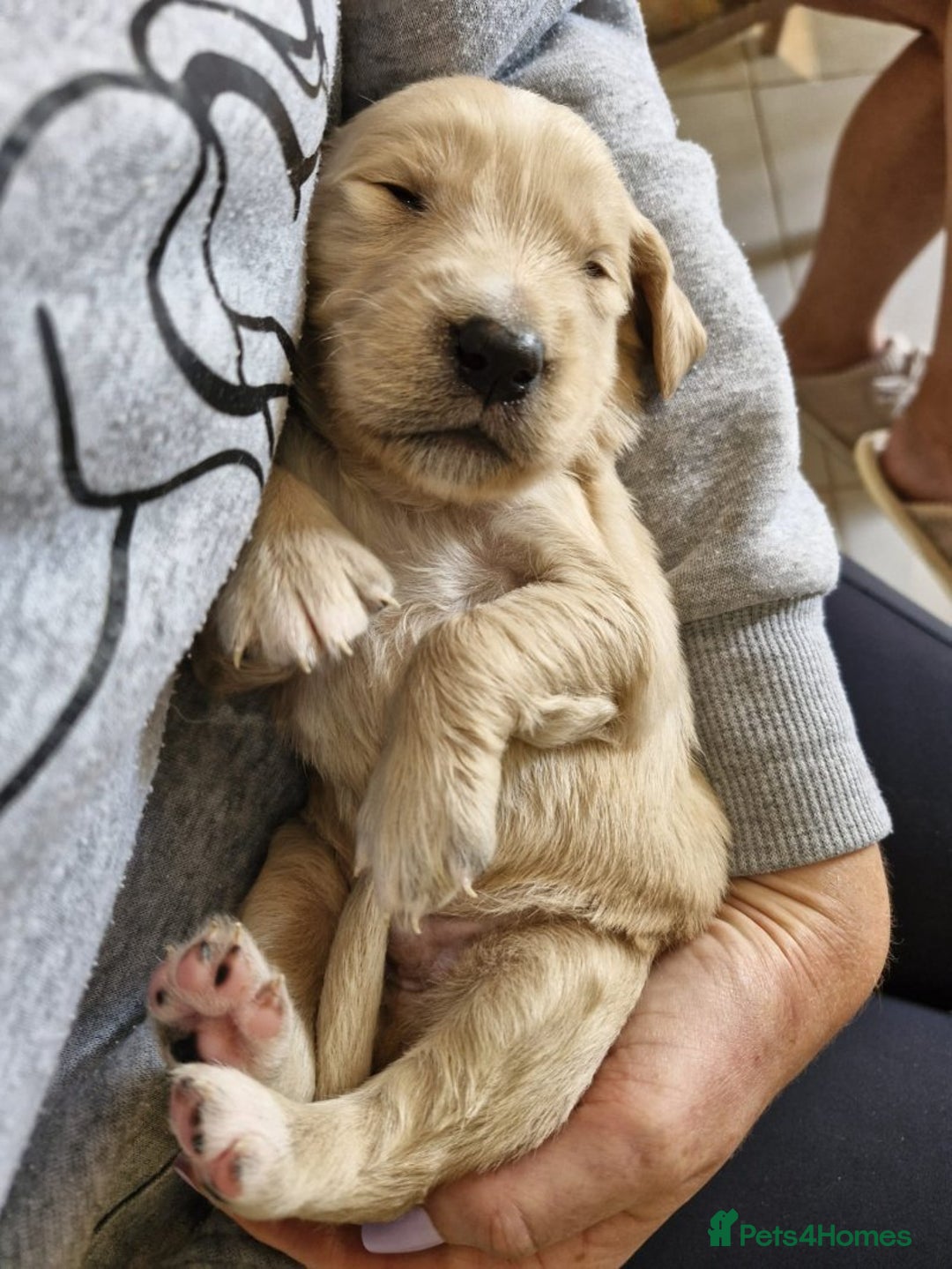 Golden Retriever dogs for sale: Gorgeous Golden Retriever Puppies - Image 2