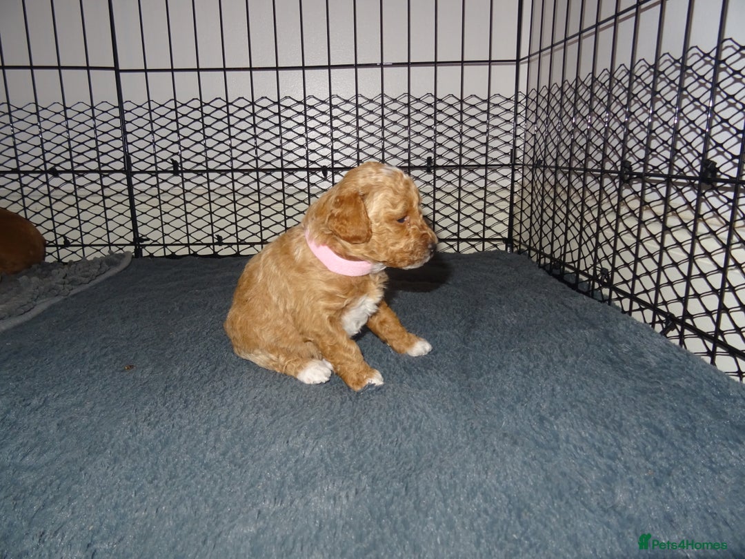 Maltipoo dogs for sale: 🐾 F1b Maltipoo Puppies – Ready Early January 🐾 - Advert 29