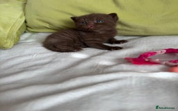 British Shorthair cats for sale: 🇬🇧✅BSH chocolate boys ⭐️GCCF💎last 2 left 🍩 - Image 17