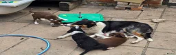 Border Collie dogs for sale: Border collie pups  in Leicester - Advert 2