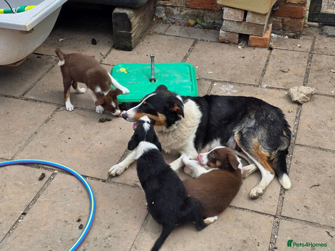 Border Collie dogs for sale: Border collie pups  in Leicester - Advert 2