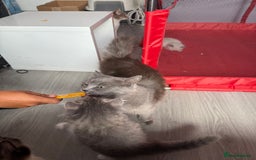 British Shorthair cats for sale: Last one left grey and white female  - Image 20