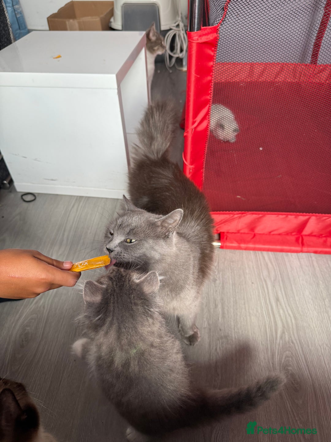 British Shorthair cats for sale: Last one left grey and white female  - Image 20