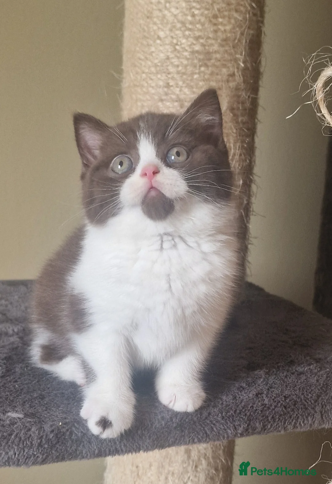 British Shorthair cats for sale: Tica registered British Shorthair Boy in Wigan - Advert 1