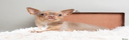 Chihuahua dogs for sale: Chihuahua Boy Looking for His Forever Home - Advert 4
