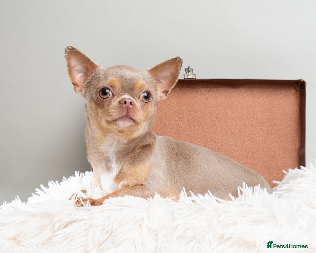 Chihuahua dogs for sale: Chihuahua Boy Looking for His Forever Home - Advert 4