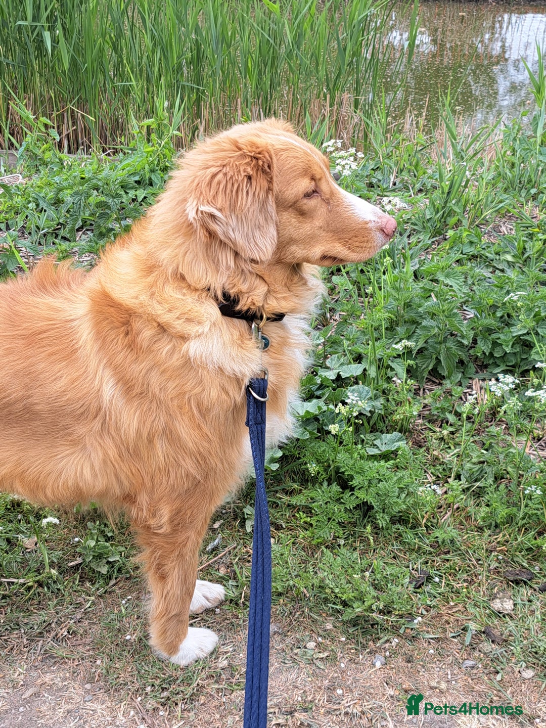 Nova Scotia Duck Tolling Retriever dogs for sale: Beautiful 3 year old female Toller.  - Image 2