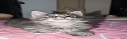 Maine Coon cats for sale: Tica registered mainecoons  - Advert 36