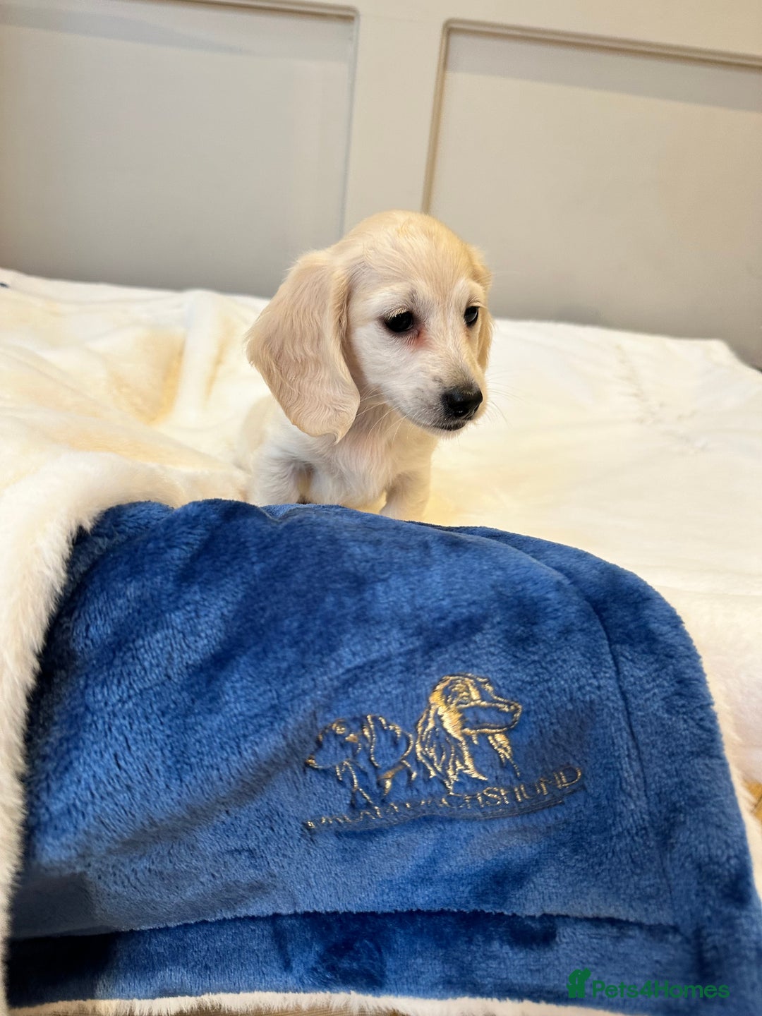 Miniature Dachshund dogs for sale: Clear Cream Miniature Dachsunds - Image 20