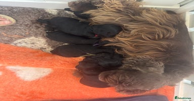 American Cocker Spaniel dogs KC reg American puppies - Advert 10