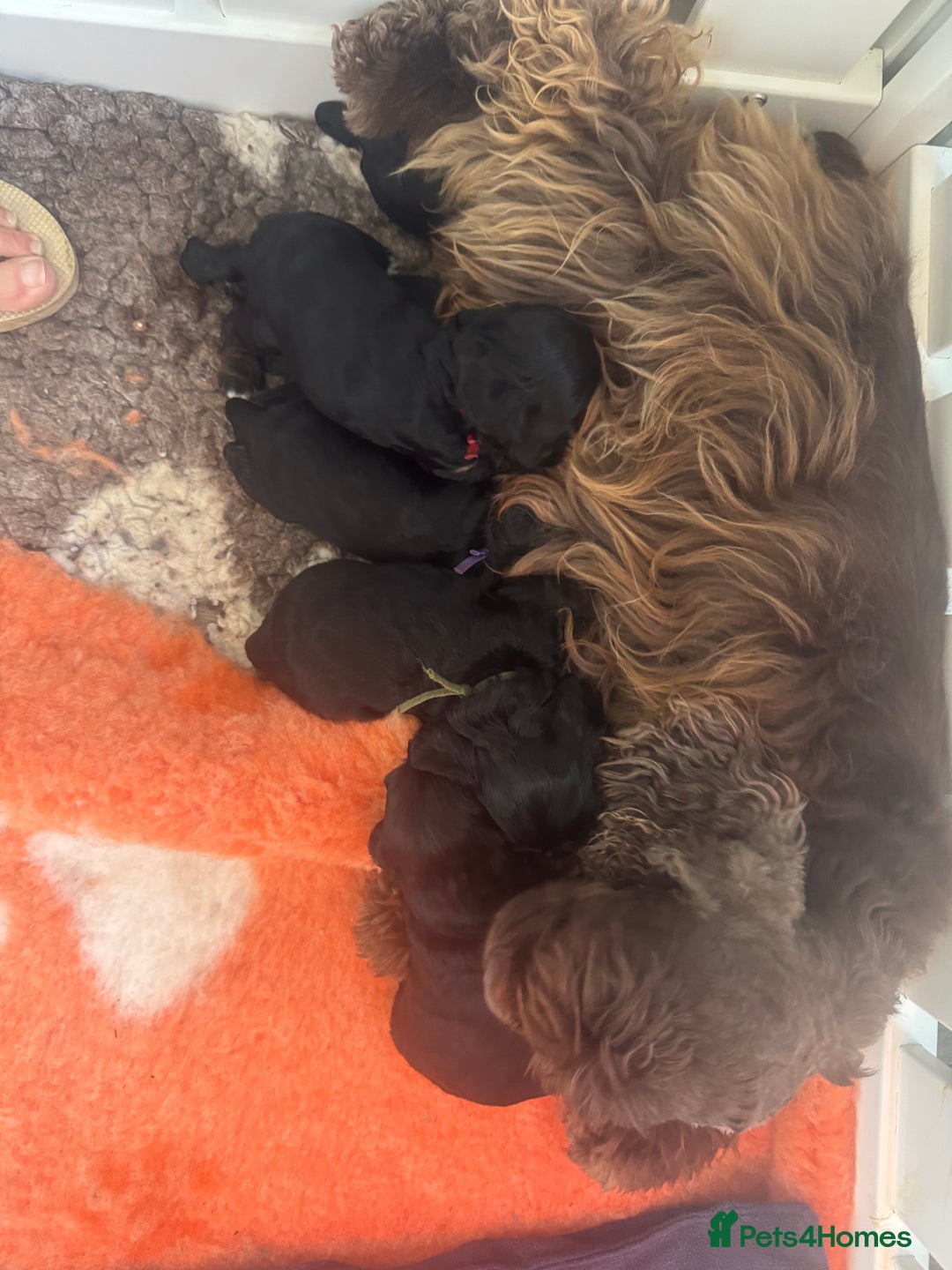 American Cocker Spaniel dogs for sale: KC reg American puppies - Advert 3