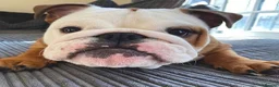 English Bulldog dogs for sale: Family-Ready English Bulldog Puppies Available Now in Purley - Advert 2