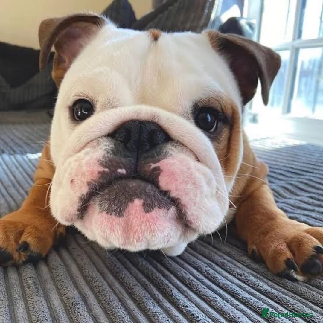 English Bulldog dogs for sale: Family-Ready English Bulldog Puppies Available Now in Purley - Advert 2