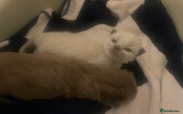 Balinese cats for sale: 🐾2 Gorgeous cubs🐾Need Forever Homes Only 🏡 - Image 6