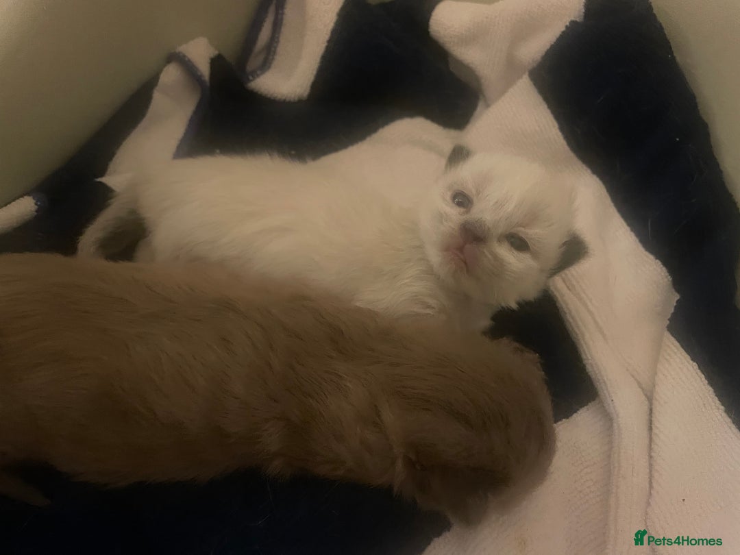 Balinese cats for sale: 🐾2 Gorgeous cubs🐾Need Forever Homes Only 🏡 - Image 6