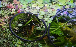 Live Bearers fish for sale: Floating cover plants for fry in Banbury - Image 1