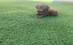 Mixed Breed dogs for sale: Daxipoo puppies - Image 9