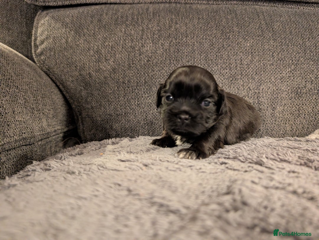 Mixed Breed dogs for sale: Beautiful Shi Tzu Puppies for sale.  - Advert 7