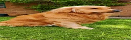 Golden Retriever dogs for stud: Stud Service - Champion Bloodline Golden Retriever - Advert 4