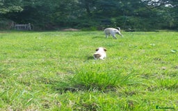Welsh Springer Spaniel dogs for sale: Kc reg Welsh springer spaniel male puppies - Image 5