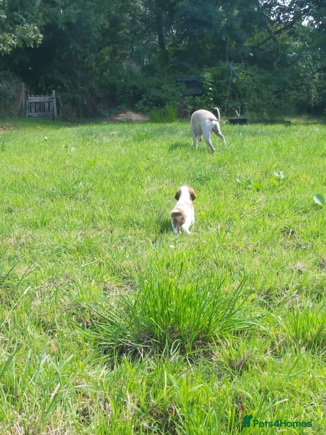 Welsh Springer Spaniel dogs for sale: Kc reg Welsh springer spaniel male puppies - Image 5