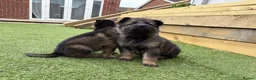 German Shepherd dogs for sale: KC registered German shepherd puppies  - Advert 4